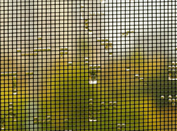 Water Drops Mosquito Net Rain — Stock Photo, Image