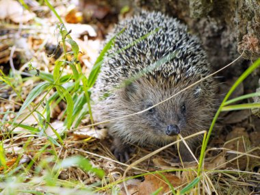 Face to face meet with a hedgehog in the forest. European hedgehog (Erinaceus europaeus), also known as the West European hedgehog or common hedgehog clipart
