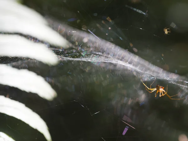 Arañas Soleadas Familia Linyfia Telaraña — Foto de Stock