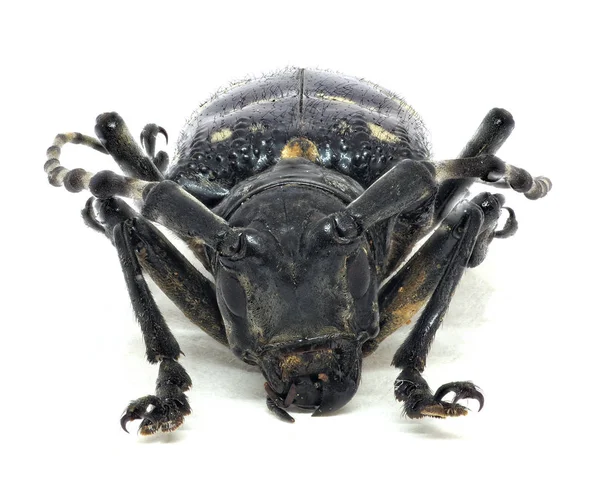 Head of adult citrus long-horned beetle — Stock Photo, Image