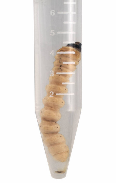 личинка длинноволосого жука
 