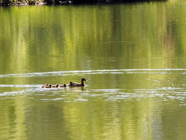 Wild Duck Ducklings Floating Water Surface Lake — Stock Photo, Image