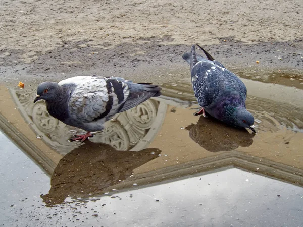 Zwei Tauben Einer Pfütze Auf Dem Bürgersteig — Stockfoto