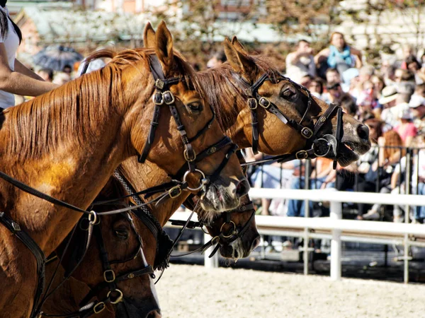 Munstycken Med Fyra Hästar Betsel — Stockfoto