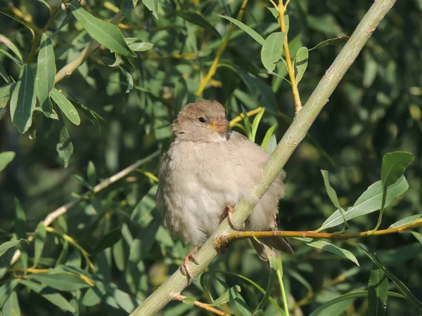 Passero Domestico Passer Domesticus Ramo Salix Fragilis Salice Incrinatura Salice — Foto Stock