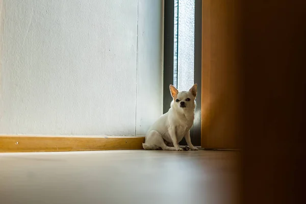 Sitting Chihuahua indoor — Stock Photo, Image