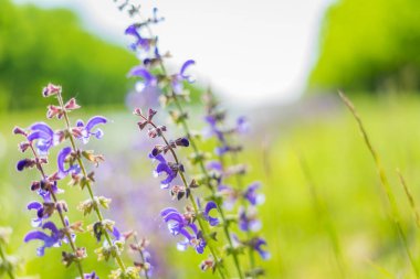 bahçede mor bitki fotoğrafçılığı