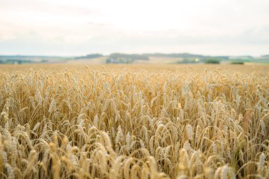 Güneşli ufuk ile mısır tarlası üzerinde görünümü