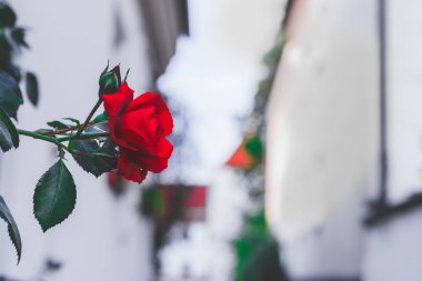 Güzel kırmızı bir güle yaklaş.