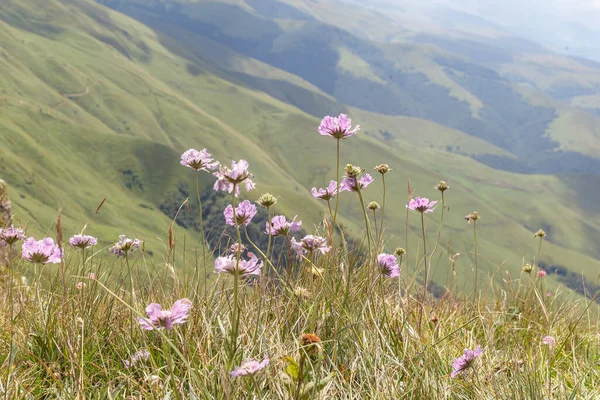 Wildflowers on a background of mountains