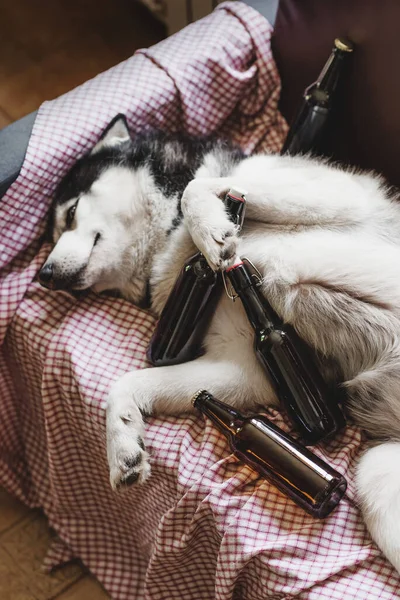 Uma imagem engraçada de um cão da raça Husky siberiana que se encontra em um sofá cercado por garrafas de cerveja vazias — Fotografia de Stock