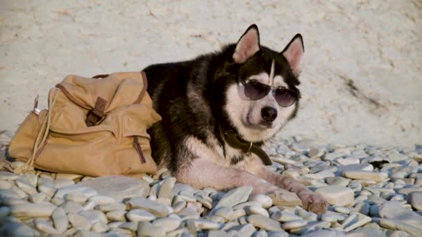 En hund av den sibiriska Husky rasen ligger i glasögon på stranden och ser sig omkring. Begreppet rekreation och fritid — Stockvideo