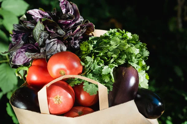 Paper bag with tomatoes, eggplants and herbs. Concept of biological, bio products, bio ecology, grown by yourself, vegetarians