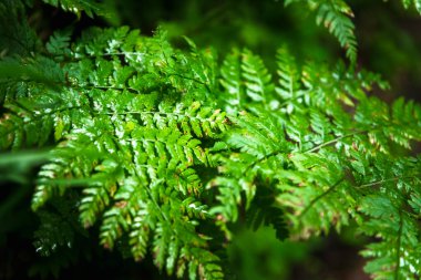 Parlak yeşil yonca yaprakları. Tasarımcılar için dokular ve arkaplanlar