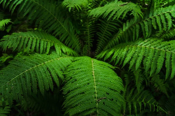 Parlak yeşil yonca yaprakları. Tasarımcılar için dokular ve arkaplanlar