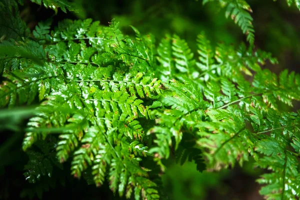 Parlak yeşil yonca yaprakları. Tasarımcılar için dokular ve arkaplanlar