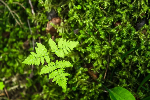 Helder groen klaverblad. Texturen en achtergronden voor ontwerpers — Stockfoto