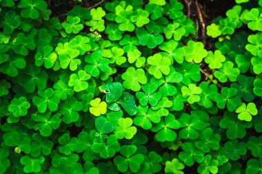 Parlak yeşil yonca yaprakları. Tasarımcılar için dokular ve arkaplanlar