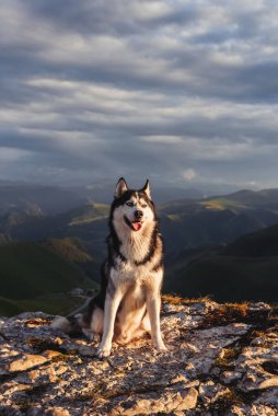 Sibirya Husky cinsinden güzel bir köpek gün batımında dağların tepesinde bir kayanın üzerinde oturur. Serbest yaşam konsepti