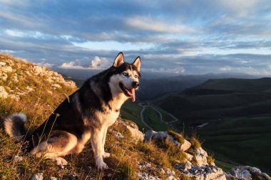 Sibirya Husky cinsinden güzel bir köpek gün batımında dağların tepesinde bir kayanın üzerinde oturur. Serbest yaşam konsepti