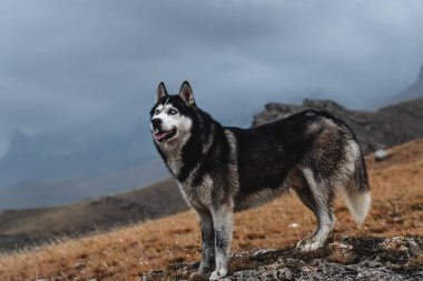 Sibirya Husky cinsinden güzel bir köpek sonbaharda dağlarda yüksekte durur. Serbest yaşam konsepti