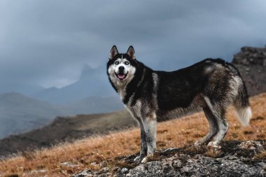 Sibirya Husky cinsinden güzel bir köpek sonbaharda dağlarda yüksekte durur. Serbest yaşam konsepti
