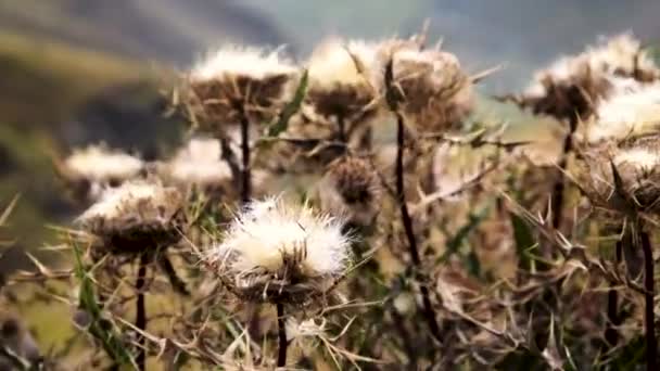 Vidéo de l'herbe d'automne pendant la pluie et le vent. Le concept des saisons changeantes — Video