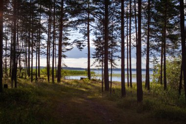ormandan gelen göl manzaralı