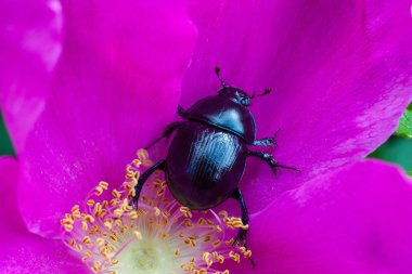 bir çiçek üzerinde büyük böcek