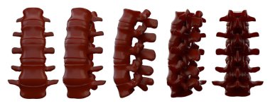 omurga 3drendering çizimi