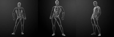 İnsan anatomisinin 3D canlandırması 