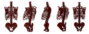 3D işleme gösterimi torasik