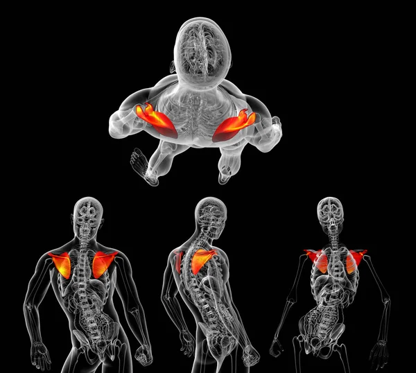 3d rendering medical illustration of the human scapula bone