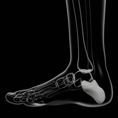 Calcaneus kemik 3d render illüstrasyon