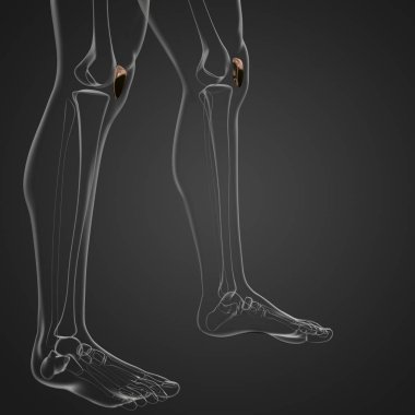 diz kapağı kemiği 3D işleme tıbbi çizimi