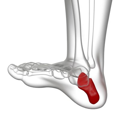 Calcaneus kemik 3d render illüstrasyon