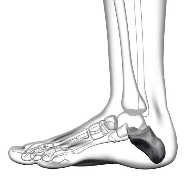 Rendering Illustration Calcaneus Bone — Stockfoto