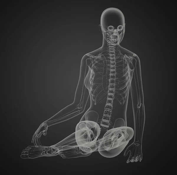 Darstellung Der Skelettknochen Anatomie — Stockfoto