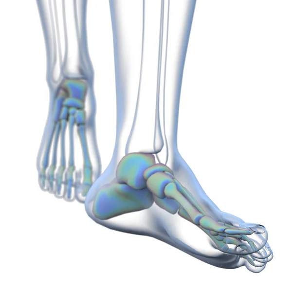 Ilustração de renderização 3D do osso do pé — Fotografia de Stock