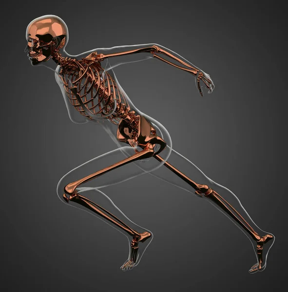 Illustration Rendu Anatomie Osseuse Squelette — Photo