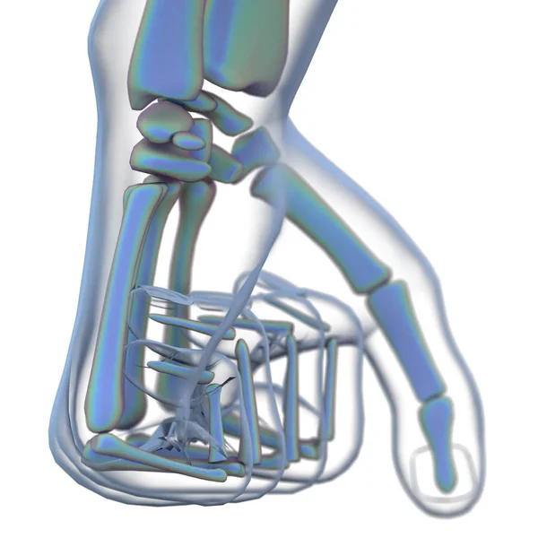 3d renderização ilustração da anatomia óssea esqueleto — Fotografia de Stock