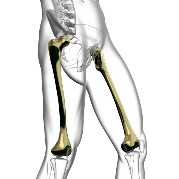 渲染医学插图的股骨颈骨 — 图库照片