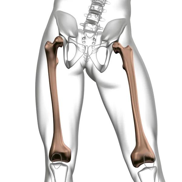 渲染医学插图的股骨颈骨 — 图库照片