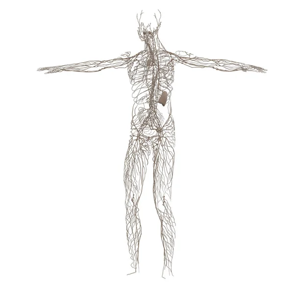 Ilustração de renderização 3D do sistema linfático — Fotografia de Stock