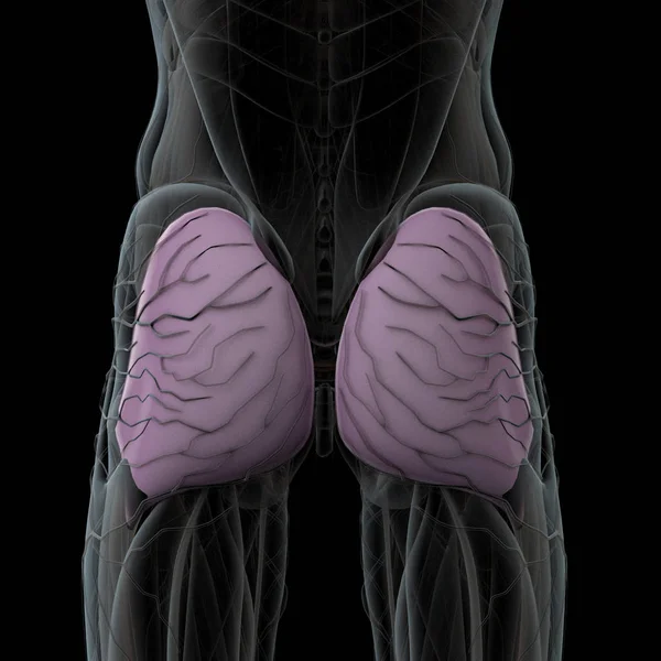 3D vykreslování ilustrace svalové gluteus maximus — Stock fotografie