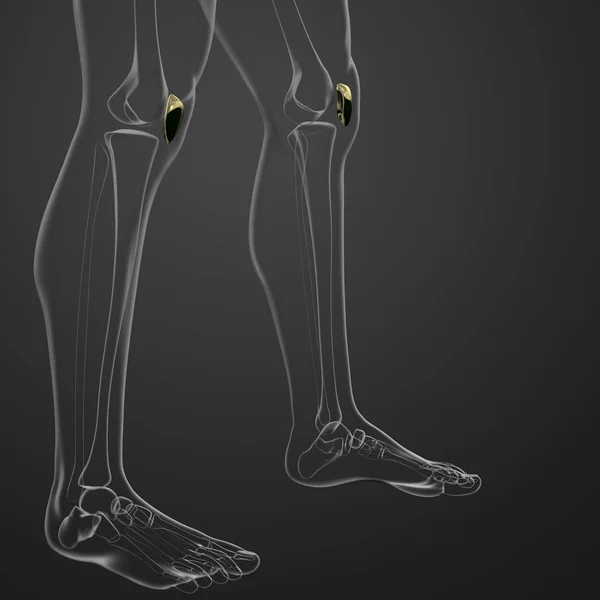 渲染医学插图的髌骨骨 — 图库照片