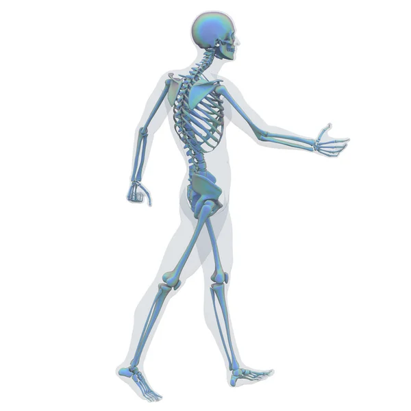 3D απεικόνιση του σκελετού της ανατομίας των οστών — Φωτογραφία Αρχείου