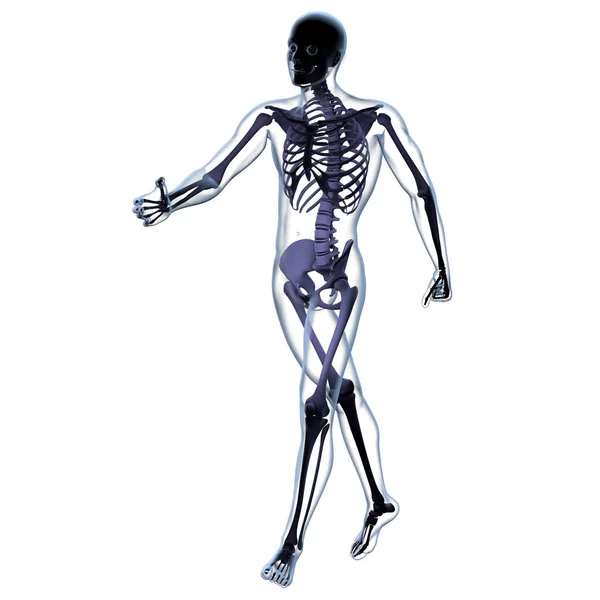 İskelet kemik anatomisi 3d render illüstrasyon — Stok fotoğraf