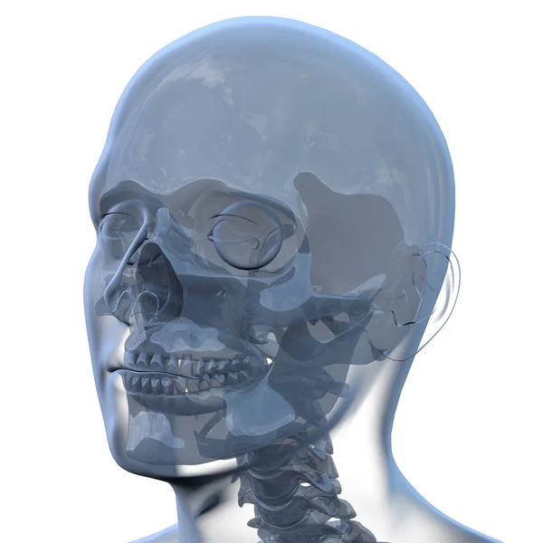 Illustrazione di rendering 3D dell'anatomia del cranio — Foto Stock