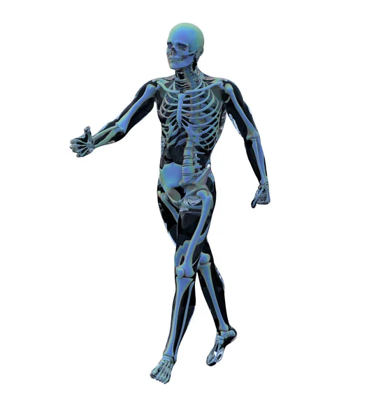 3d representación ilustración de la anatomía humana — Foto de Stock